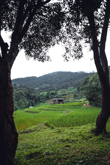 Green Rice field on terraced and farm hut