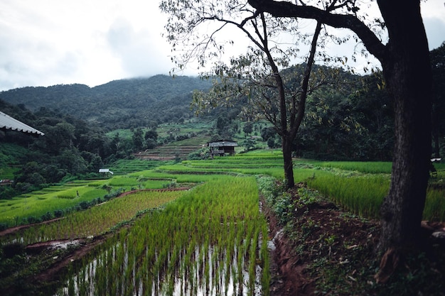 Green Rice field on terraced and farm hut