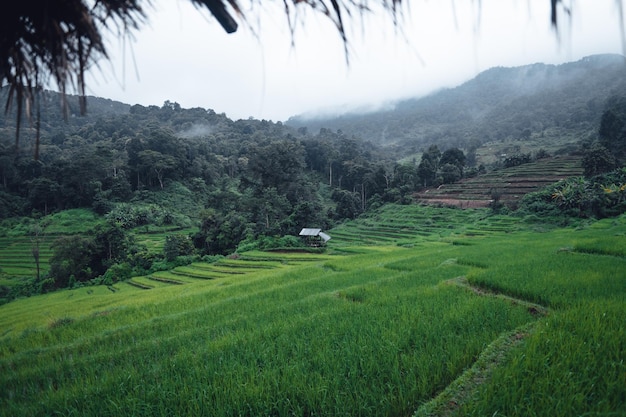 Green Rice field on terraced and farm hut