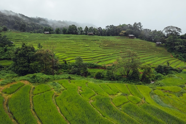 Green Rice field on terraced and farm hut