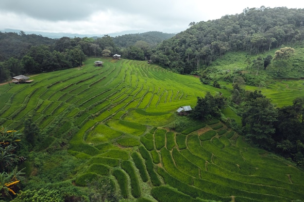 Green Rice field on terraced and farm hut