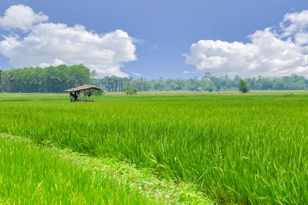 Green rice field with blue bsky cloud countryside with farmer hut landscape nature in Asian country