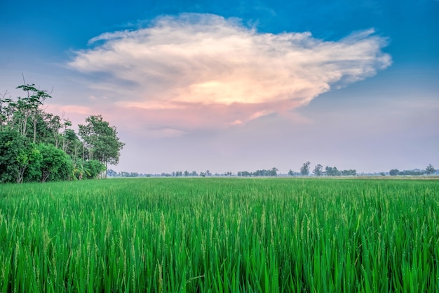 Green rice field with blue sky and beautiful clouds