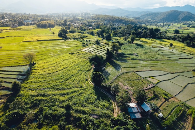 Green Rice field with evening light