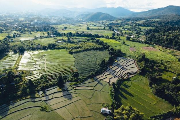 Green Rice field with evening light