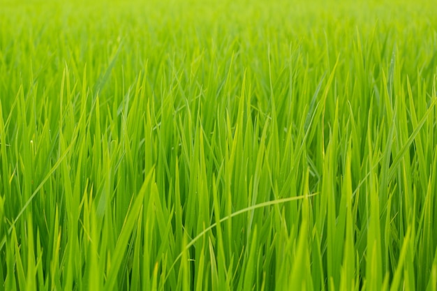 Green rice field with a green background