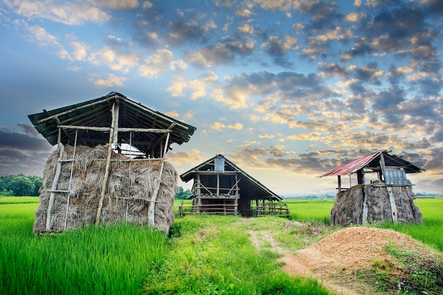 Green rice field with straw hut home-stay