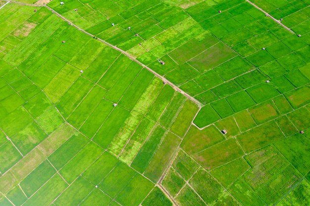 Green rice field