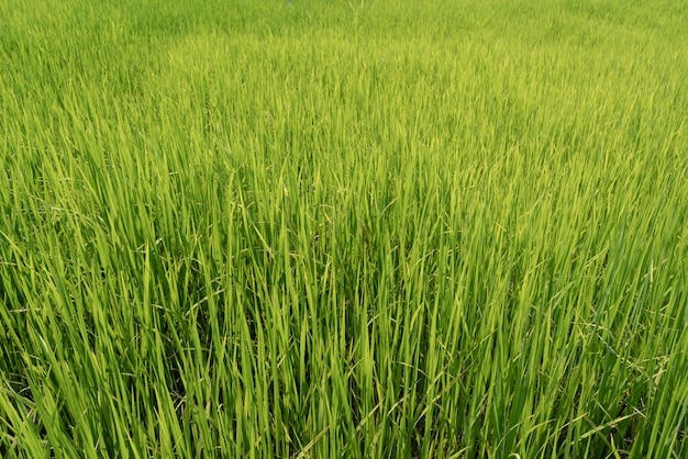 Green rice field