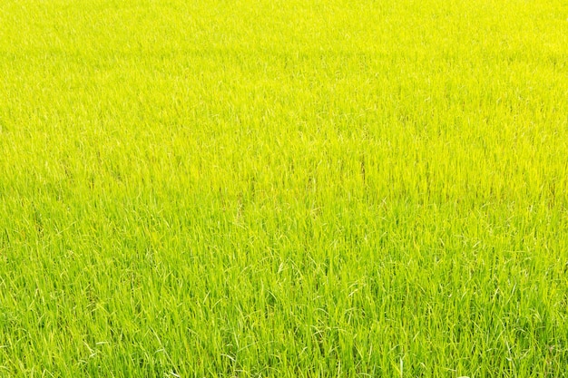 Green rice field.