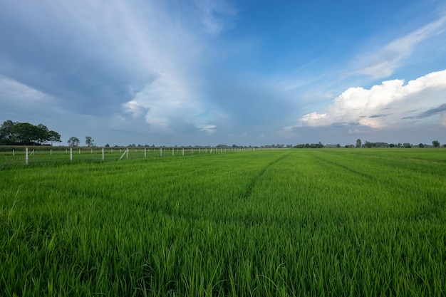 Green rice fields and beautiful blue skies.