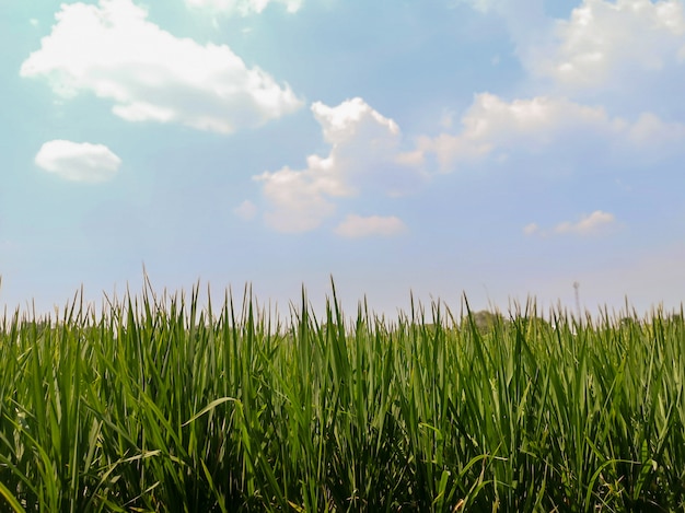 Green rice fields and blue sky and white clouds