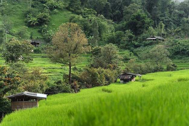 Green rice fields at the countrysidenature