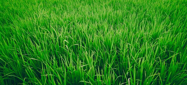 Green rice fields on a fine day