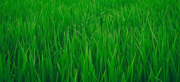 Green rice fields on a fine day