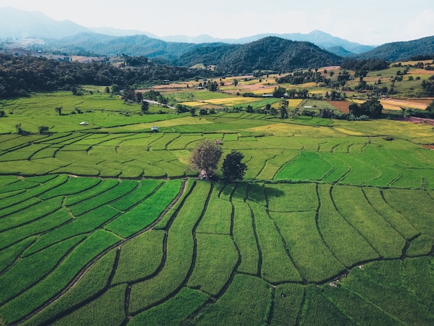 Green rice fields from above In the countryside