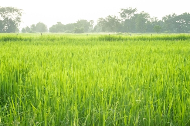 Green rice fields green rice in morning background concept