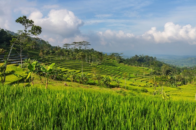 Green Rice fields in Java island, Indonesia