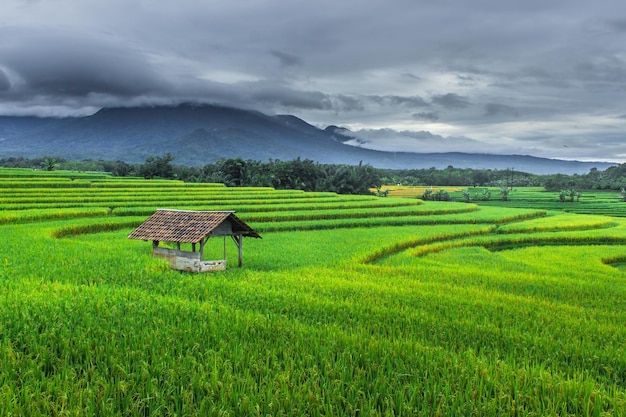 Green rice fields in the morning with cloudy and dark views