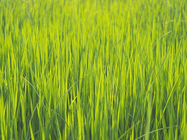 Green rice fields plant at farm for spring time background