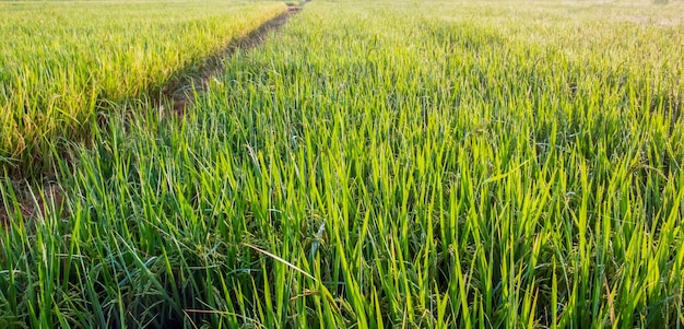 Green rice fields or plots of rice fields in the morning