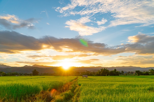 Green rice fields during sunset with clouds sky and flare light at Mae Hong Son province Thailand.