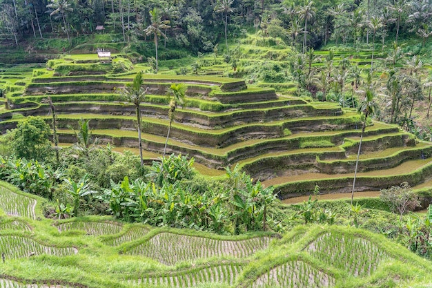 Green rice fields on terraces near Ubud tropical island Bali Indonesia Nature concept