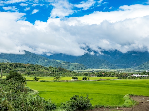 Green rice fields,white clouds, mountains in Hualien, Taiwan.