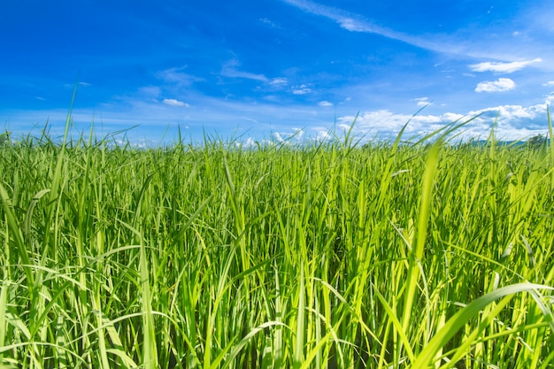 Green rice fields with a blue sky Chiang Rai, Thailand