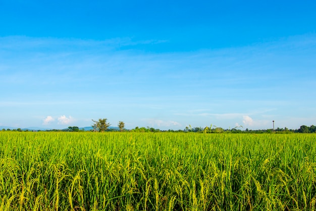 Green rice fields with a mountain backdrop and a beautiful blue sky.