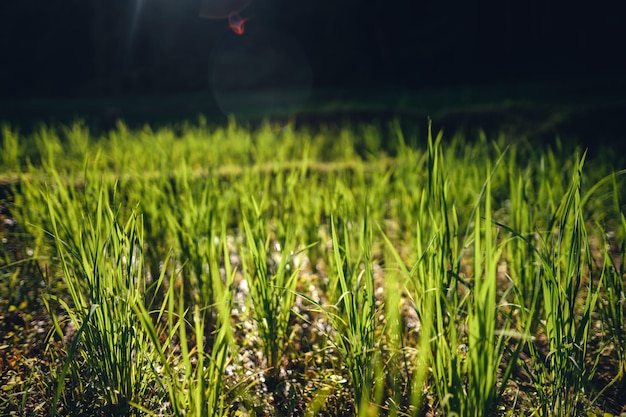 Green rice fild with evening light