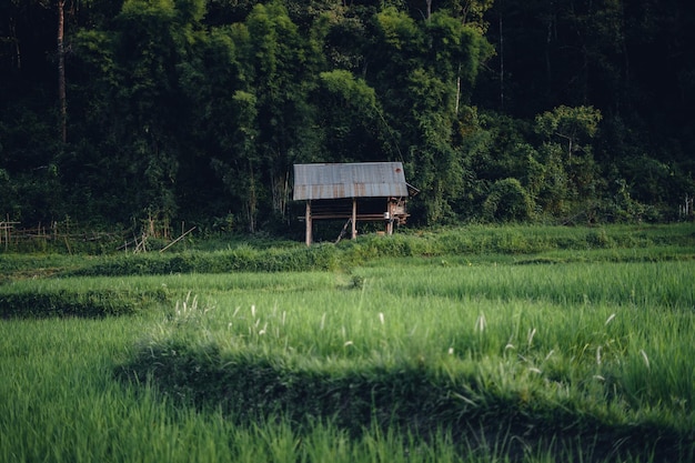 Green rice fild with evening light