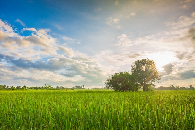 Green rice fild with evening sky rice field and sky in the morning