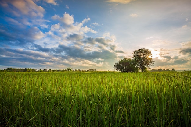 Green rice fild with evening sky