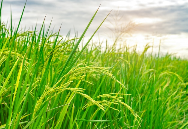 Green rice paddy field. Rice plantation. Organic jasmine rice farm in Asia. Rice growing agriculture. Beautiful nature of farmland. Asian food. Paddy field wait for harvest.