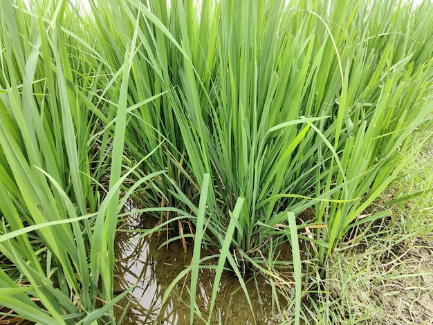 Green rice or paddy plant in the field of Bangladesh