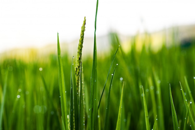 Green rice paddy