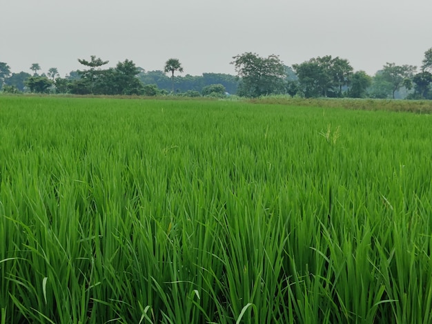 Green rice plant, in the paddy fields of Bangladesh.