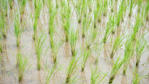 Green rice plantation in Thailand.