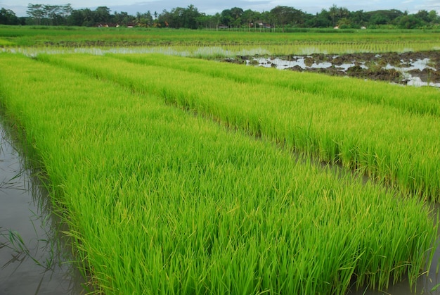 green rice plants