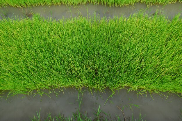 green rice plants