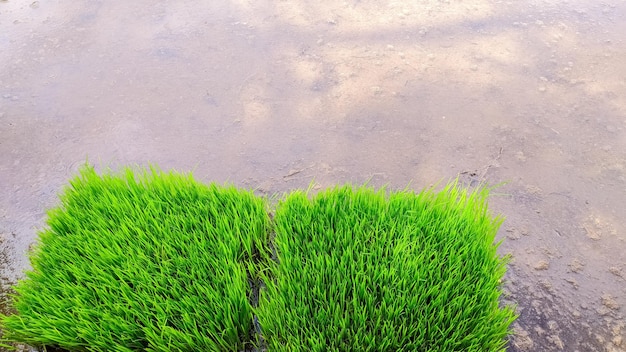 Green rice seeds that will be planted in rice fields