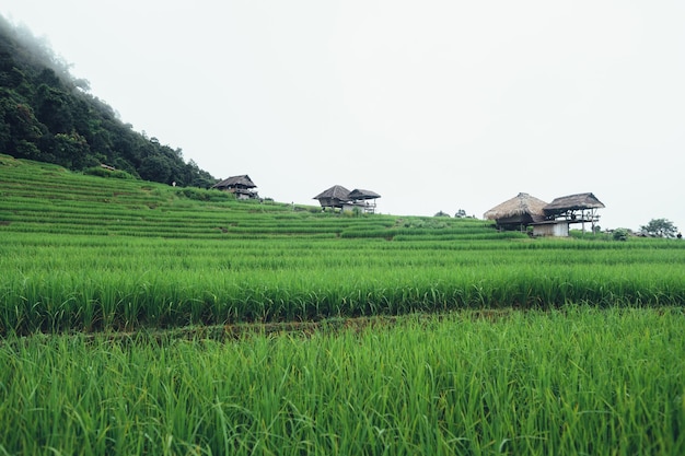 Green rice terraces and huts in the rainy season