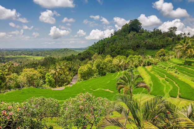 Green rice terraces Jatiluwih close to Ubud, Bali, Indonesia