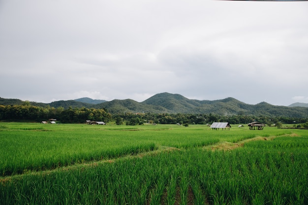 Green Rice Terraces in the north of Thailand (Pai)