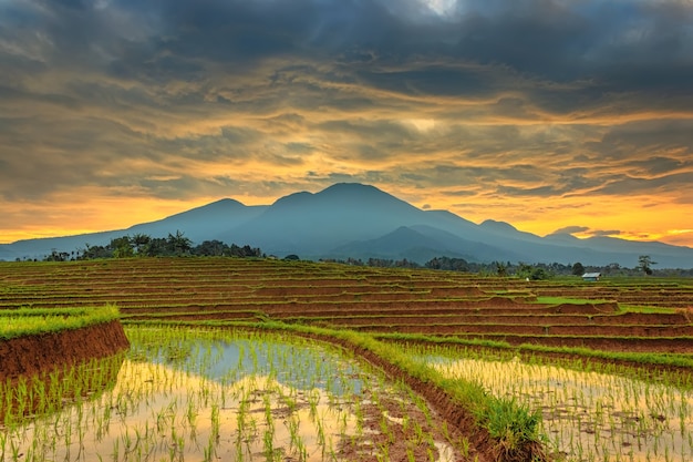 Green rice terraces in the village with mountains and sunrise in the morning in Indonesia