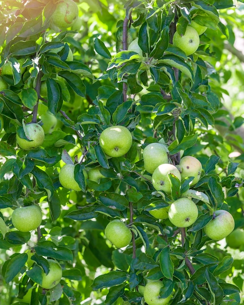 Green ripe apples grows on a branch among the green foliage.