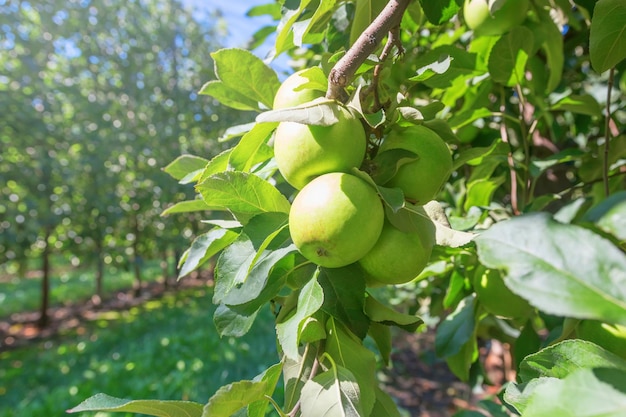 Green Ripe Apples in Orchard, Apple Trees 