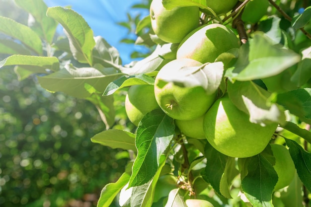 Green Ripe Apples in Orchard, Apple Trees 