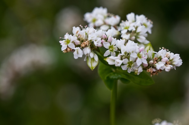 Green and ripe nuts buckwheat on stalk